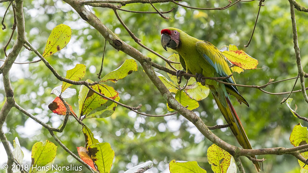Guacamayo verde posado en un árbol de la selva tropical
