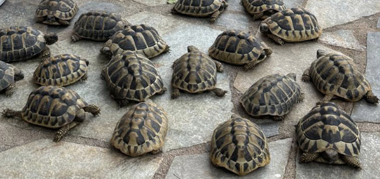 Young Eastern Hermann's Tortoises being returned to the wild in Greece